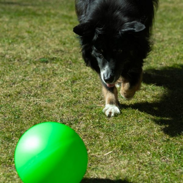 PROCYON Treibball Größe S - extra stabil - rot – Bild 4