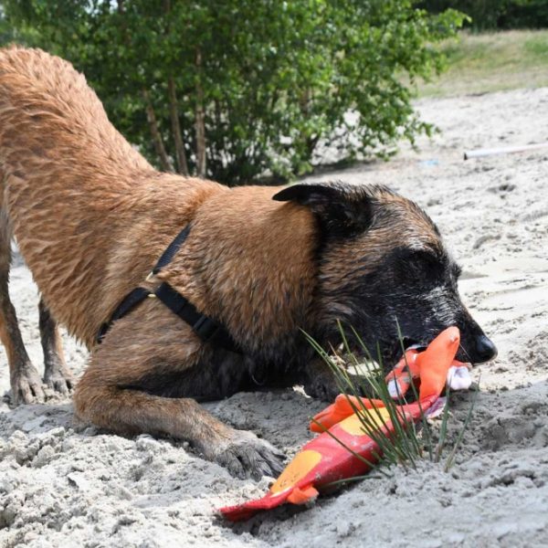 Hozies Jeffrey Jungle aus Feuerwehrschlauch - Medium – Bild 4